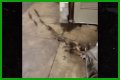Rats Run Out From Under Homeless Person's Blanket on NYC Subway Platform